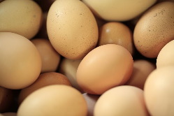 契約養鶏場より 有機健康卵使用