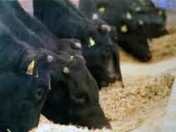 お客様にご提供する黒毛和牛を提携畜産牧場で育てております。
