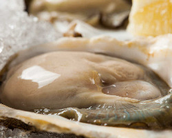 国内外の今いちばん美味しい 旬の牡蠣がいろいろ...