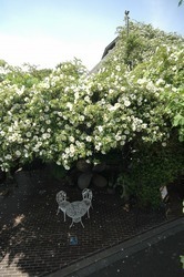 春になると白いナニワイバラが 屋根を覆う。