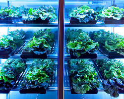 ◆専用野菜保冷室 オーダーメイドの専用野菜庫で鮮度を守ります