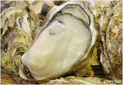 広田湾の牡蠣は口いっぱいに旨味が広がります♪