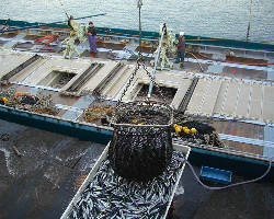 豊富な魚種が自慢の沼津港から自社便で最短直送！