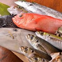 真鶴港や早川港等、小田原近海で獲れる新鮮な魚介類