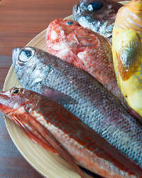 【産地直送の鮮魚】 珍しいお魚ばかりですが味は抜群！