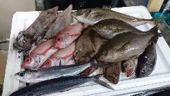 城崎漁港から、新鮮な魚介を毎日仕入れます！旬魚をどうぞ！