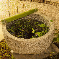 京町家ならではの玄関庭の金魚鉢にはメダカがいるんです！
