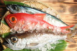 毎週土曜日は高知県の季節のお魚達がお待ちしています。