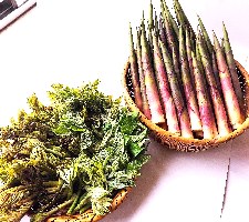 夏の北信州伝統野菜。歯触りが独特！一度食べてみて！