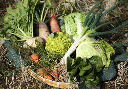 地元で採れた新鮮野菜をふんだんに使用しております。