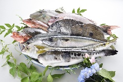 石川の海で育った鮮度抜群の魚。