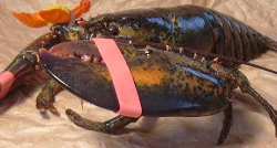 プリプリのフレッシュオマール海老、魚料理のNo.1