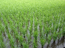 お米は、我が家の自家製のお米使用。秋にはたくさん実ります。